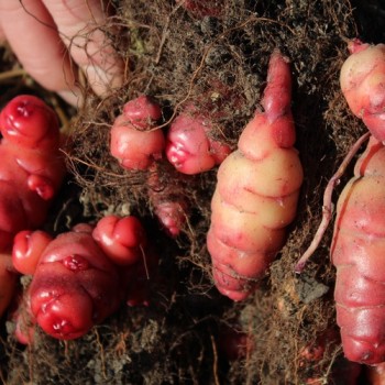 Oca OAEC Pink (Pflanze)