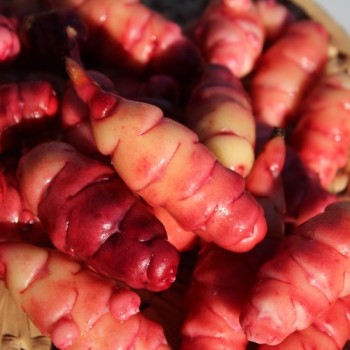 Oca OAEC Pink (Pflanze)
