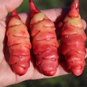 Oca OAEC Pink (Pflanze)