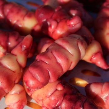 Oca OAEC Pink (Pflanze)