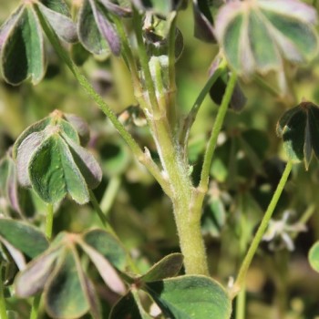 Oca Blush (Pflanze)