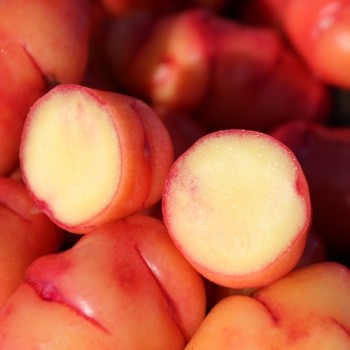 Oca Blush (Pflanze)