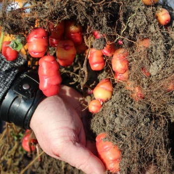 Oca Blush (Pflanze)