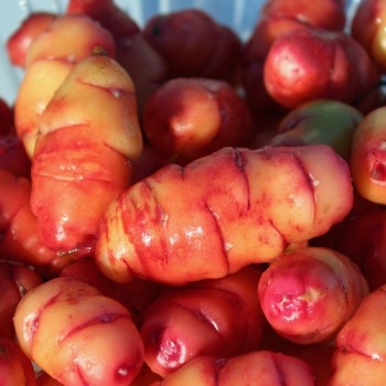 Oca Blush (Pflanze)