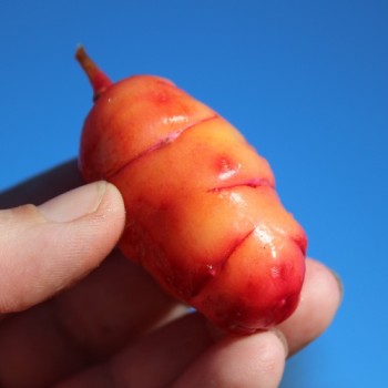Oca Blush (Pflanze)