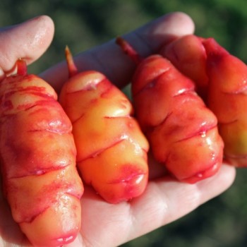 Oca Blush (Pflanze)