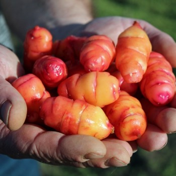 Oca Blush (Pflanze)