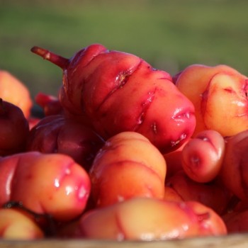 Oca Occidental Gems (Pflanze)
