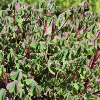 Oca Occidental Gems (Pflanze)