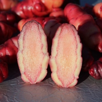 Oca Occidental Gems (Pflanze)