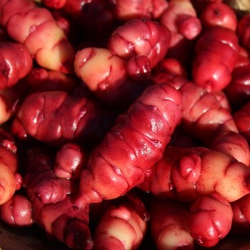 Oca Occidental Gems (Pflanze)