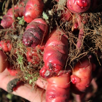 Oca Occidental Gems (Pflanze)