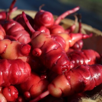 Oca Occidental Gems (Pflanze)