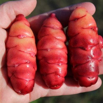 Oca Occidental Gems (Pflanze)