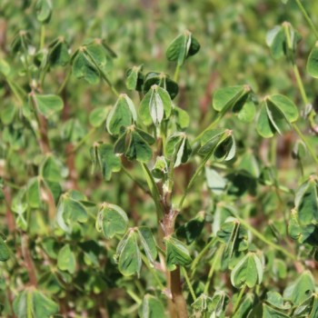 Oca Orange Beauty (Pflanze)