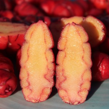 Oca Orange Beauty (Pflanze)