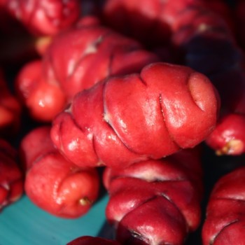 Oca Orange Beauty (Pflanze)