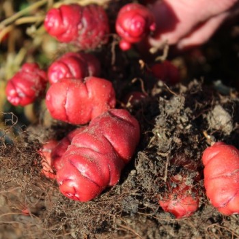 Oca Orange Beauty (Pflanze)