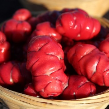 Oca Orange Beauty (Pflanze)