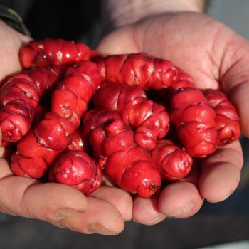 Oca Orange Beauty (Pflanze)