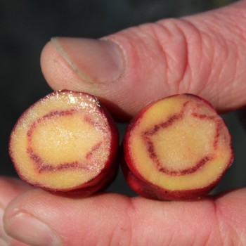 Oca Orange Beauty (Pflanze)