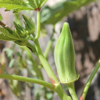 Okra Five Creek Cowhorn (Samen)