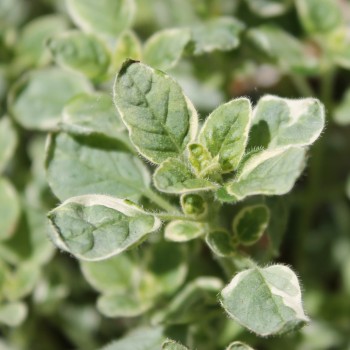 Oregano weißbunt (Pflanze)