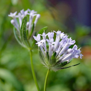 Orientalischer Waldmeister (Samen)