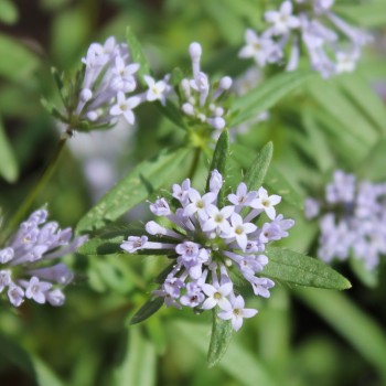 Orientalischer Waldmeister (Samen)