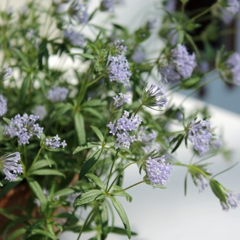 Orientalischer Waldmeister (Samen)