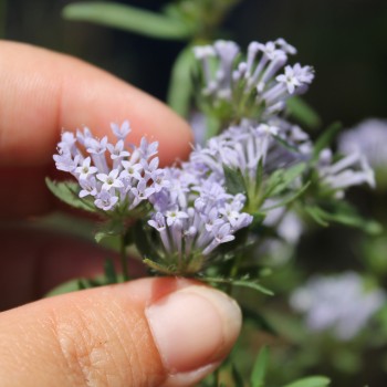 Orientalischer Waldmeister (Samen)