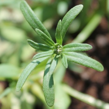 Orientalischer Waldmeister (Samen)