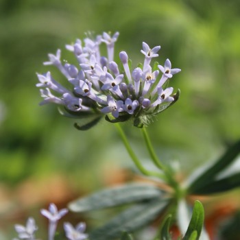 Orientalischer Waldmeister (Samen)