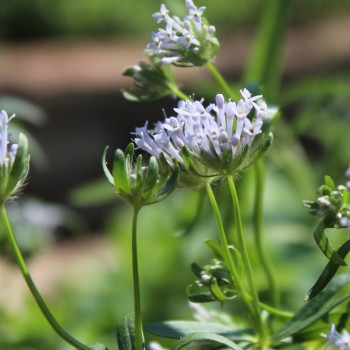 Orientalischer Waldmeister (Samen)