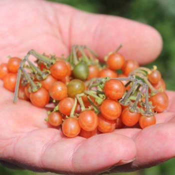 Otricoli Orange Berry (Samen)