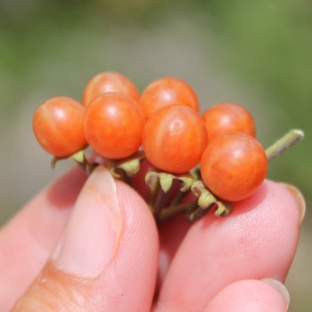 Otricoli Orange Berry (Samen)