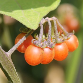Otricoli Orange Berry (Samen)