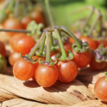 Otricoli Orange Berry (Samen)