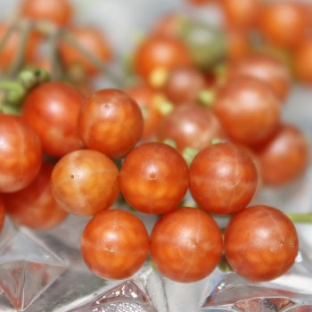 Otricoli Orange Berry (Samen)