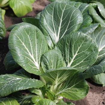 Pak Choi Sagami (Samen)