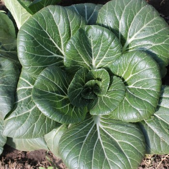 Pak Choi Sagami (Samen)