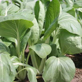 Pak Choi Tai Sai (Samen)