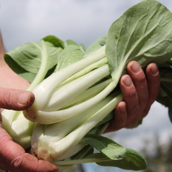 Pak Choi Tai Sai (Samen)