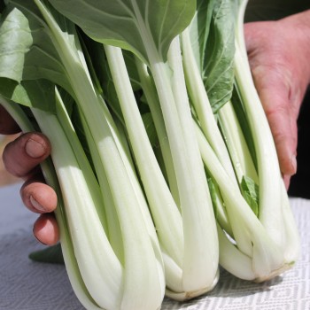 Pak Choi Tai Sai (Samen)