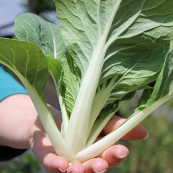 Pak Choi Sagami (Samen)