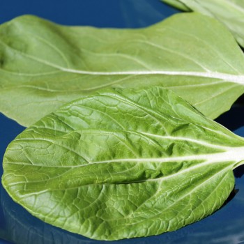 Pak Choi Tai Sai (Samen)