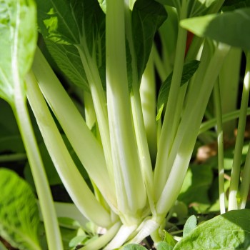 Pak Choi Tai Sai (Samen)