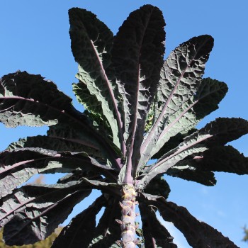 Palmkohl Dazzling Blue (Samen)