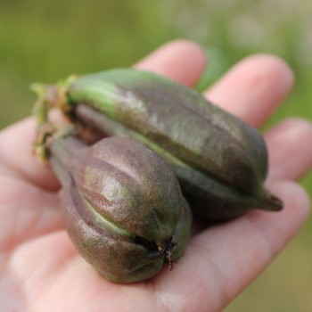 Palmlilie (Samen)