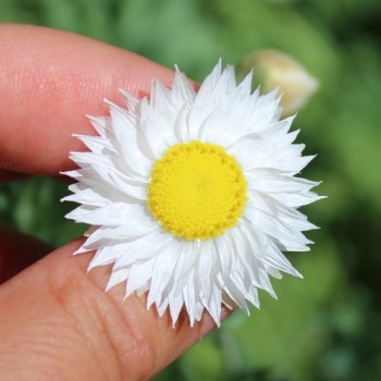 Papiergänseblümchen Giant Flower Mix (Samen)